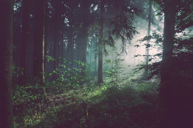 Landscape-Scale Conservation: Harmonizing People and Nature