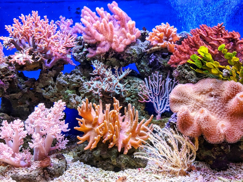Banda Sea Reefs: Marine Sanctuary in the Heart of the Coral Triangle