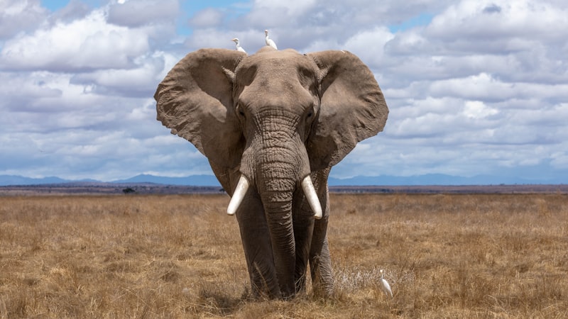 Sumatran Elephants: Navigating Fragmented Forest Corridors