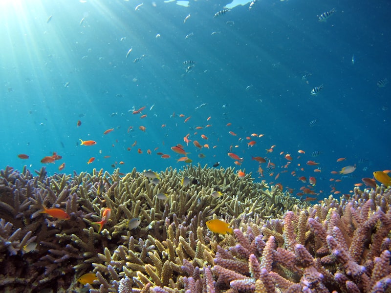 Mangrove Forests: Coastal Guardians and Carbon Sequestration Powerhouses