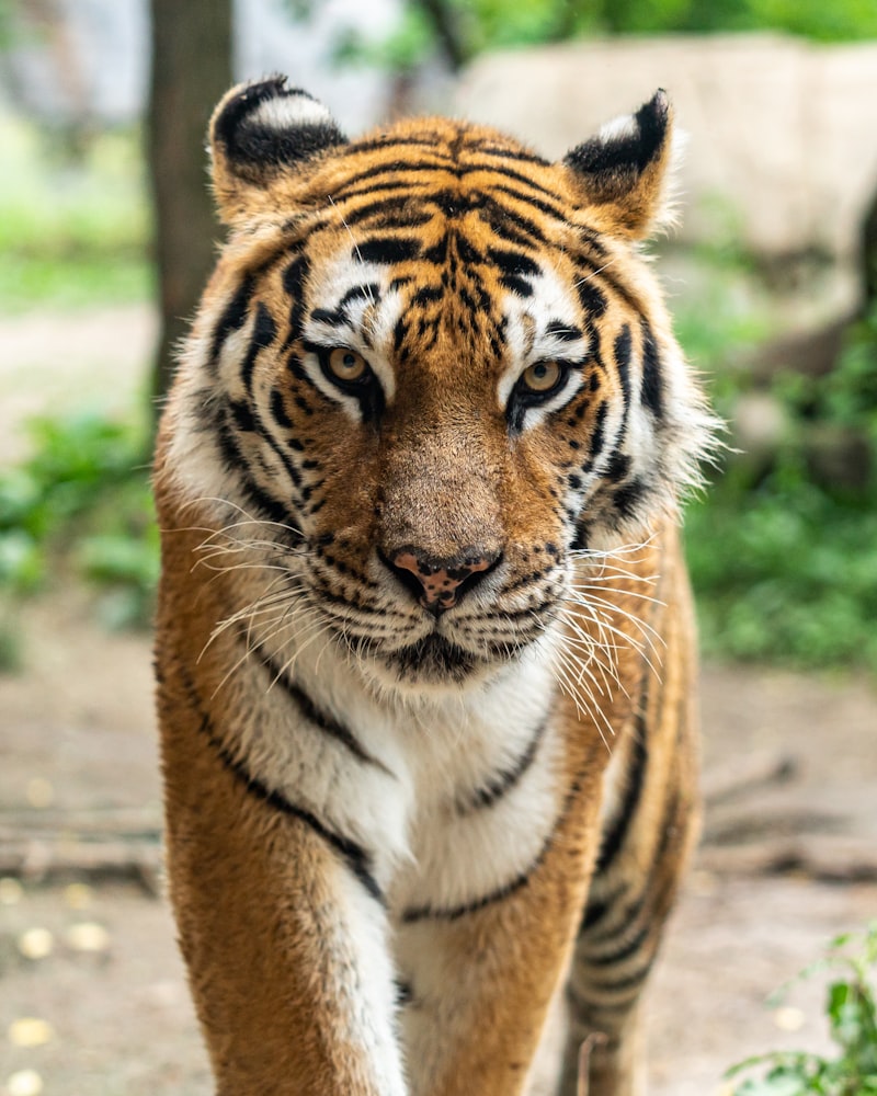Sumatran Tigers: Tracking the Rare Big Cats of the Archipelago